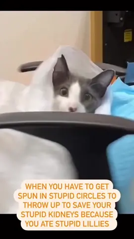 Did you know Lilies are SUPER toxic to cats? 😮 Just  a couple leaves can cause kidney failure in 1-2 days and be fatal in 3 days 😱 so please be careful when buying flowers if there is a cat in the household ⚠️ Sigs to look for: ✅ Drooling  ✅ Vomiting ✅ Lethargy  ✅ Increase in Urination and Water Intake  If your cat has recently eaten a lily call the nearest animal hospital or the Pet Poison Helpline at 1-855-213-6680. The sooner she gets treatment, (like dexmed injections +/- spin to help the cat vomit here) 🤮  the better her chances are for survival 🐱❤️🩺 #catsoftiktok #lilytoxicity #vetlife #vetmed #veterinarylife #vetmedlife #veterinarymedicine #emergencyvet #catlife #catproblems #veterinariansoftiktok #healthycat #sadcat #kittylife #veterinarian #veterinarianlife #wellnesswednesday 