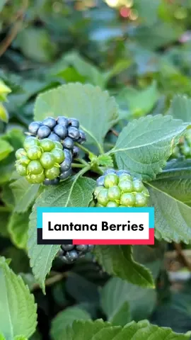 🫐 Stopping to check out these Lantana Berries ☣️ #plantsngardens 🌱 #lantana #lantanaberries #plants #gardens #wildforaging #foraging #toxicplants #lantanacamara #westindianlantana 