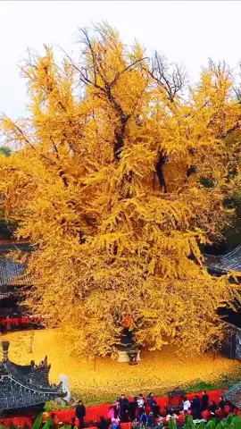 This 1.400-year-old #ginkgo tree is in the Gu Guanyin Buddhist #Temple in the Zhongnan Mountains in #Shaanxi province. (Credit: Douyin/抖动三秦）