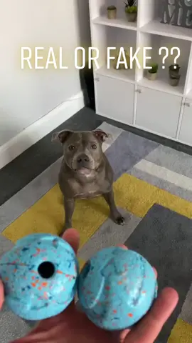 You decide 😂😂😜 #foryourpage #fyp #realorfake #doglover #doglovers #happydoghappylife #happydoghappyowner #skills #skillshot #dogtricks #staffysoftiktok #staffysmile #staffys#ilovemydog #endbsl #dontbullymybreed❤ 