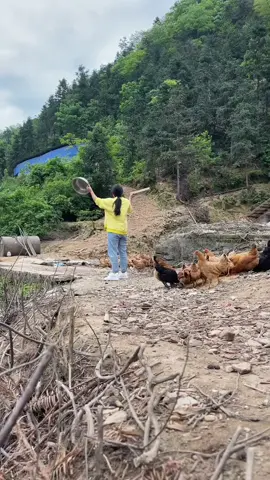 #country life#Call the chickens home for dinner#Happy times for chicken farmers#乡村生活#号令鸡群回家吃饭#养鸡的快乐时光