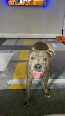 Zooooomies 😜🌪️🌪️🌪️#foryourpage #fyp #foryourpages #zoommyface #zoomies #zoomin #zoomiesfordays #donuts #drifting #endbsl #dontbullymybreed❤ #ilovemydog 