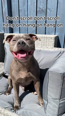 Will you be my friend??  #fyp #foryourpages #foryourpage #cute #cutedog #cutedogsonly #endbsl #staffordshirebullterrier #dontbullymybreed❤ #staffysoftiktok #staffysmile 