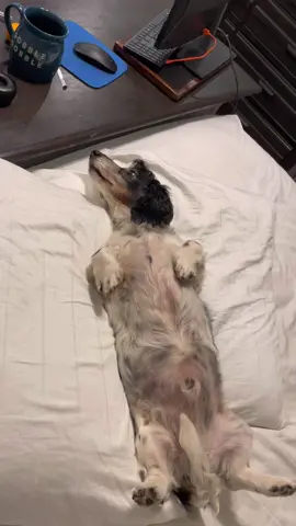 Lemons day  #dachshund #doggo #Love #puppies #Running #wienerdog #dachshundsoftiktok  #PetsOfTikTok #dogstagram #doglover #dogoftheday #cute #spookyseason #octobermood #fyp #snoopdogg #sensualseduction #fall #powderspringsga 