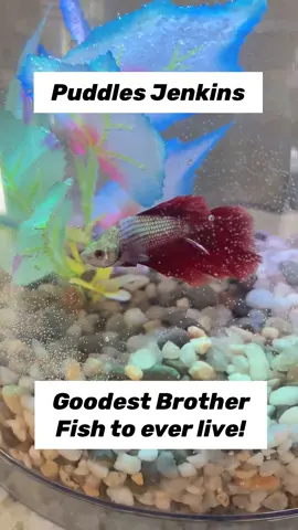 Puddles Jenkins swam under the rainbow bridge today. Though we have heavy hearts, we have such fun memories. ❤️