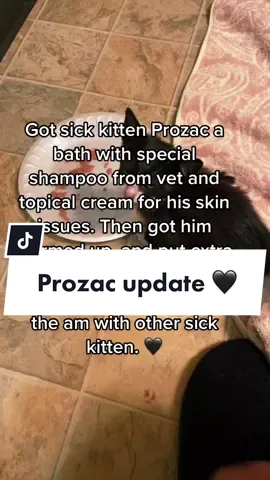 One thing is, he eats well!! Hope he feels better soon! 🙏 #sickkitten #kitten #vet 