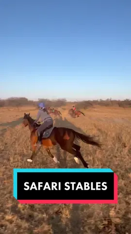 📍 Safari Stables Project 🇿🇼   Ever dreamed of galloping across open grasslands in Africa? 😍 well here’s your chance!   We are searching for volunteers!! 🏇🤩  The working holiday in the heart of Zimbabwe, on a gorgeous plains game reserve, sees you carrying out long gallops alongside giraffe, zebra, impala and blue wildebeest, cantering over cross country fences, playing polocrosse, schooling young off the track thoroughbreds and getting down and dirty mucking out stables, grooming and feeding horses, assisting with wound care and treatment and so much more! 🤩  If you were looking for a sign, this is it!!  Link in our bio for more information on the Safari Stables Project 🏇 apply and join us on adventure of a lifetime 🤩💙  #safaristables #ecotourism #zimbabwe #zimbabwevolunteering #volunteer #volunteerabroad #conservation #africanconservation #equineabroad #vetmed #vetvolunteer #ecotourism #travelabroad #vetabroad #volunteerafrica #wildlifemanagement #horsebacksafari #horsesafari #wildlifeconservation #africanbushpony #horsevolunteer #horseridingvolunteer #stableyardvolunteer #horsebackridingafrica 