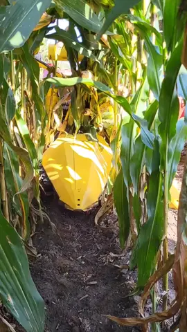 Corn silage is ready!!  Chopping corn 2 rows at a time, slow but steady!! #newholland#cornsilage#cornchopping#fyp#farmtok#farming