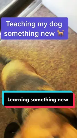 Learning something new #fyp #EndlessJourney #fypシ #dogsoftiktok #dog 