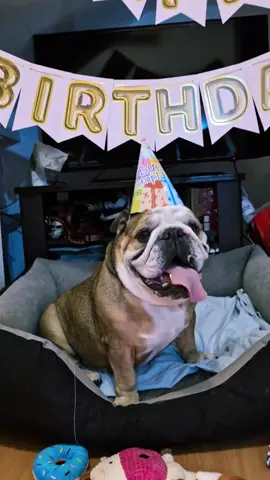 🥳+10❤️ buon compleanno bulletta del mio cuore ❤️ #happybirthday #happybirthdaymylove #mybaby #myspecialdog #englishbulldog #englishbulldoglove #10years #fyp #englishbulldogsoftiktok #puppy #pyppyloveb#neiperte #dogsoftiktok #dogoftheday