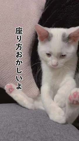 肉球が堪らん！#猫 #猫のいる暮らし #野良猫 #子猫 #子猫のいる生活 #どうか幸せに生き延びれますように #猫動画 #ミルムル日記 #cat #fyp #かわいい #座り方 #肉球 