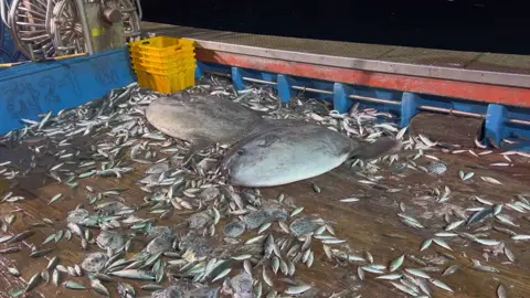 2 chú cá mặt trăng đã ko may sa lưới