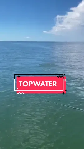Fall Fishing top water bite is insane! Speckled Trout and redfish blowing up on top will definitely get your adrenaline Pumping! #inshorefishing #fypage #fishingtiktok #topwaterfishing #floridafishing 