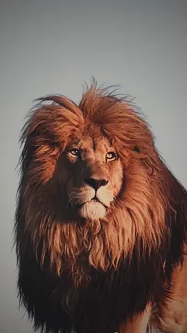 The king “👑” … 🎥 @GG Conservation Glen Garriff … design animalsscary #lion #animals 