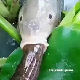 Give me this fish cuhh 😫 💳💥💳💥💳💥💳💥 #fyp #foryou #foryoupage #meme 