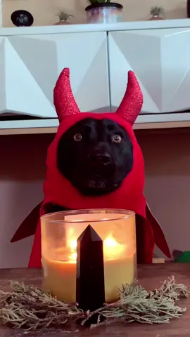 I 🖤 calamity and destruction #EndlessJourney #MadeWithKeurigContest #witchydog #halloween #spookyseasonvibes #dogcostumechallenge