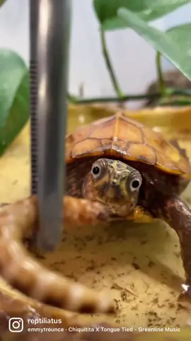 E.T is here with his googly-eyed gaze to wish you a happy Thursday 👀🐢! He’s also wondering if anyone else wants to feed him (he always is 😅). Male black-breasted leaf turtle (Geoemyda spengleri) enjoying a super worm (Zoophobas morio) • #reptile #reptiliatus #cute #turtle #foryou #pet #leafturtle #blackbreastedleafturtle #geoemydaspengleri #tiktok #viral #animals  #adorable