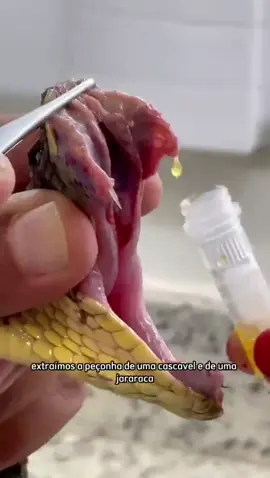 Veneno de cobra no microscópio #fyp #viral #viralvideo 🐍