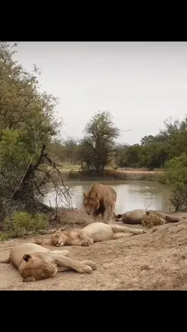 Pride taking a nap after a big feast is our actual mood for the weekend…. 😃🤎🤎🤎🤎#nature #animals #animalsoftiktok #wildlife #safari #spiceyelle #gamedrive 