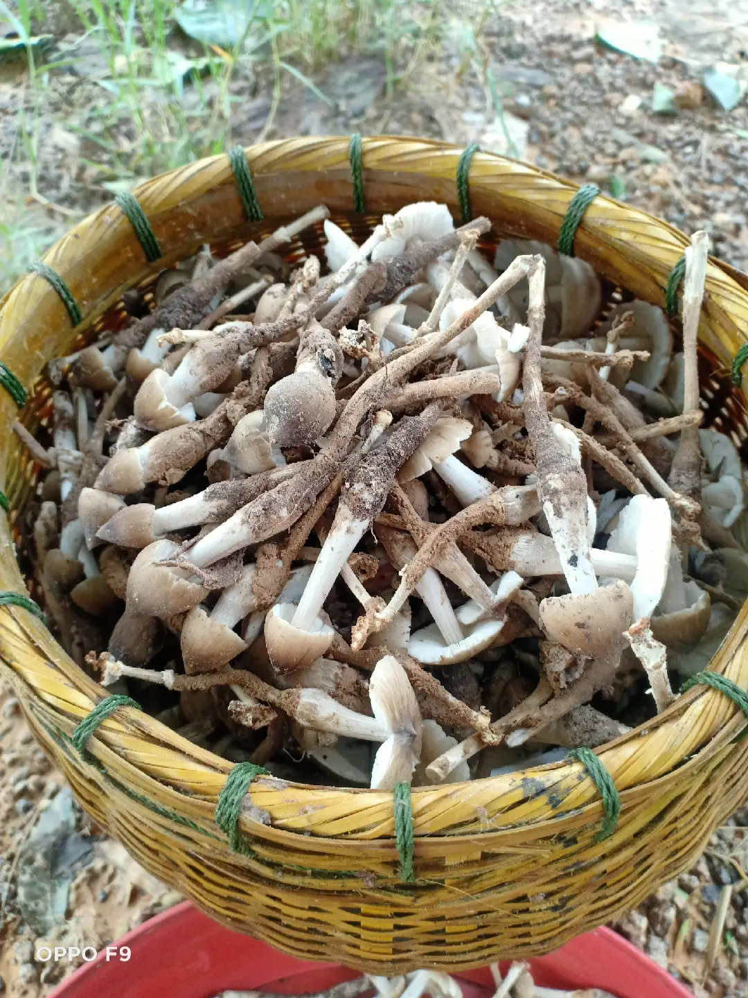 🤗🤗#5โลจร้าวันนี้ ผลงานเก็บเห็ดปลวก🍄🍄
