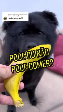 Respondendo a @𝓑𝓻𝓮𝓷𝓭𝓱𝓪_☻𖨆 pode ou não pode comer? 🐶💜 #paid #somosinfluencersbrazil #ads #resso #ressopremium #comida 