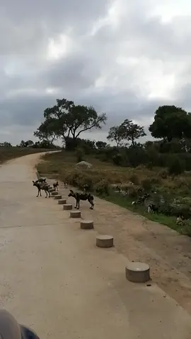 16 Wild dogs playing in the water early morning.. Listen to the burchell's coucal. Quick safari. Malalane never disappoint us. #krugernationalpark #wildlife #wildogs #paintedwolves #malalane #wildehonde #africa #sanparks #s25 