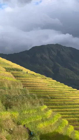 ¿Habían visto algo así? 😍🤯 es irreal. Están son las famosas #terrazasdearroz en #china  #mexicanaenchina #longsheng #traveling #riceterrace #asiatravel 