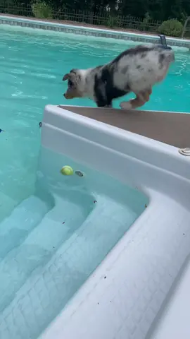 Puppy falls in the pool! #australianshepherd #puppy #fail 