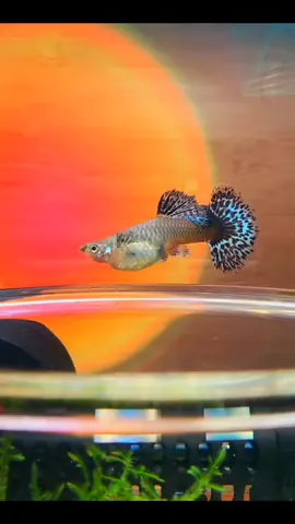 𝕎𝕖𝕝𝕔𝕠𝕞𝕖 𝕋𝕠 𝕋𝕙𝕖 𝕎𝕠𝕣𝕝𝕕 🌍^🥰 | #guppy #guppyfish #guppybreeder #guppybreeding #freshwateraquarium #fishfeeding #fishkeeping #fishkeeper #fishlover #fishlovers #aquatic #aquarium #terrarium #pet #fish #aquaticmalaysia #fyp #aquariummalaysia #水族馆 #宠物 #喂鱼 #孔雀鱼 
