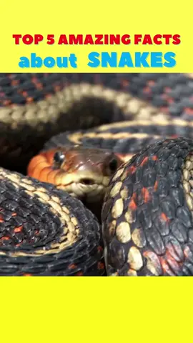 Top 5 Amazing Facts about SNAKES #facts360 #shorts #facts #tiktok #reels #factshorts #factsinhindi #newvideo2022 #tiktoktrend #tik_tok #viral #fyp #trending #foryoupage 