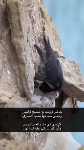 #بوح#شعر#قصيد#خواطر_مبعثرة#خواطر#حب#InspirationByWords #اكسبلورexplore