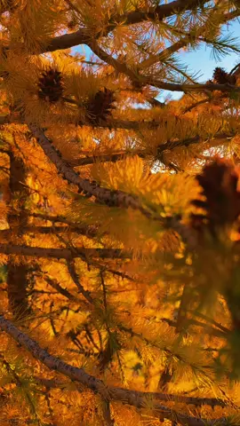Have you ever seen a larch at sunrise? It’s quite the experience. #fall #washingtonstate 