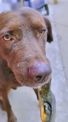 The dog was bitten by the turtle, it hurts   #dog #pet #funny #foryou #fyp 