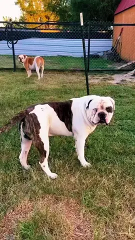 Funny Dog Moments 😆#foryourpage #funnydogsoftiktok #funnydogreels #funnydogs #dogsofttiktok #doglovers #bulldogsoftiktok #bulldogtiktok #americanbulldogs #kuhlkountry #petlife #PetsOfTikTok #funnypetsافنيوز #fypシ゚viral #fypage #funnytiktok 