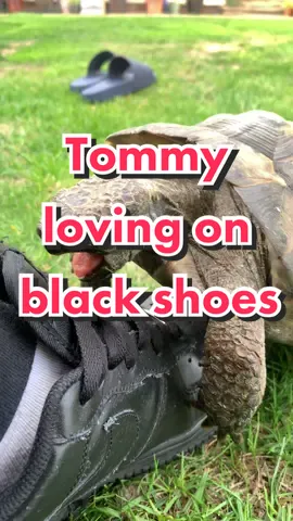 Tommy loving on black shoes (Disclaimer: Tommy was not hurt in the making of this) #tommyshellby #tortoise #turtle #tortuga #tartaruga #phatonions #🐢 #funny #noise #tommytheturtle #blackshoe #shoes #PetsOfTikTok #funnypets 