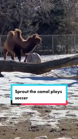 This trend but it’s Sprout the Critically Endangered Bactrian camel playing soccer earlier this year ⚽️ 🐫 #bactriancamel #camel #criticallyendangered #denverzoo #enrichment #sprout #throwback #Soccer 
