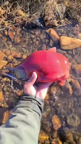 5280Fisher on the salmon bite! What a beaut! #fishing #salmon #salmonfishing #fish #fishinglife #stream #river #riverlife #streamfishing #fishingreels 