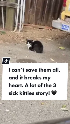 All 3 different litters and ages, they were 4 weeks, 5 weeks and 4 months when I got them. #kittenrescue #kittenfoster #fosterkittens #tnr 