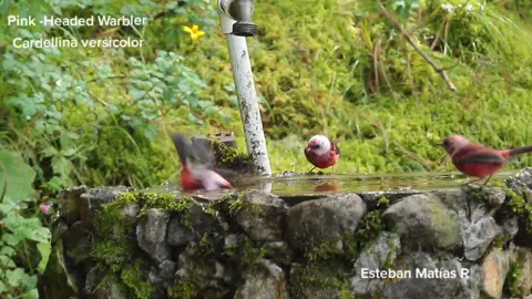 un pequeño bebedero para aves  Pink -Headed Warbler Cardellina versicolor Parque Regional Municipal de Todos Santos Cuchumatan huehuetenango 