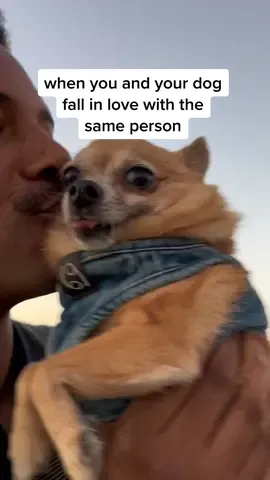kiwi growled and barked at a first date once before i met zack and i told him it wouldn’t work out and he had to leave lol. dogs know!!! #dog #dogbeach #pomchi #chihuahua #pomeranian #engagement 