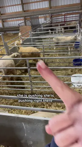 I think we may get new babies today…. Prayers for Little 50s prolapse to stay intact🙏 #lambing #sheepfarmer #Vlog 
