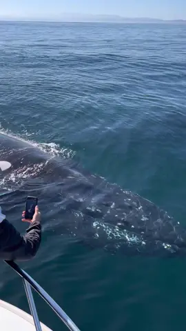 Yesterday was one of these days that we put on the books. Engines off, Humpback whales got super friendly and came closer to say hello. Our friend and passenger @Dustin Burkhouse was able to take a video o the eye of the whale. What an amazing experience!  Right now is the perfect time to whale watching, the weather is amazing, and we have so many whales and different species of wildlife in the bay. 🐋 Book your trip now.  #whalewatching #whale #tail #humpbackwhale #breach #jump #fly #news #media #lunges #wildlife  #montereycalifornia #coast #cali #sunset #boat #dolphins #tiktok #viraltiktok #friends #friendly #drone 