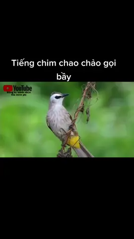 chim chao chảo kêu #Master2022byTikTok 