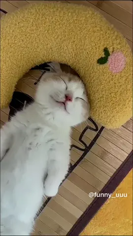 #funnyanimals