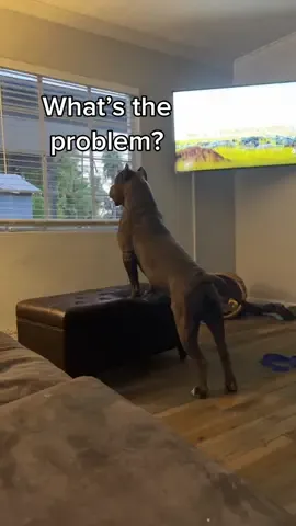 Always on alert 🚨 then sees it’s just the kids 😂🐶🦍 #dog #dogs #dogsoftiktok #bigdog 