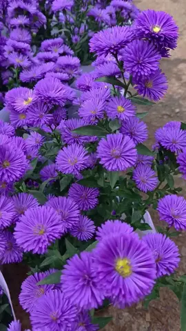 Aster novi-belgii  #fyp #tiktok #foryourpage #beautiful #Aster  #flower #flowervideo #tiktokflower #landscape #nature #naturephotography #Daisy