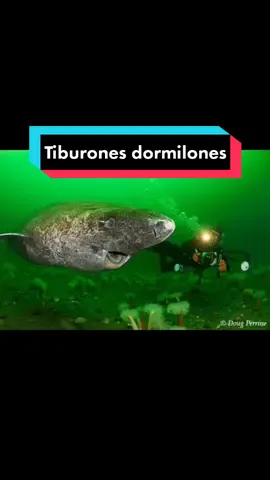 Tiburones dormilones #fypシ #parati #aprendetiktok #AprendeEnTikTok #SabiasQue #sorprendente #biologia #biology 