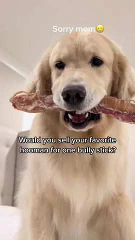 Stick >> Mom Ib @Daisythegoldiee 🌼 #goldenretriever #dogsoftiktok #funnyvideo 