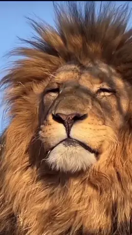 Kenapa Singaku Menangis 🥺🥺 #tragedikanjuruhanmalang #arema  #singoedan🦁🦁 #lion 