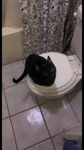 Happy birthday baby girl! Can’t believe you’re already 4. Even tho you’re still so small I hadn’t realized how much you’ve grown until I looked back on the day that we rescued you🥰 the video clip is one of her fav ways to play! She can listen to the sounds and know where to pounce since she can’t see! We’re so lucky to have the cutest little baby on the planet❤️ #cats #catsoftiktok #catbday #bday #blindcat #blackcat #blackcatsoftiktok #fyp #fypシ #foryoupage #OverwatchMe #andGO #doritosflatlife #tiktok #furbabies #child btw I currently have 6 cats! Would anyone be interested in a video showing all the fur babies? ❤️